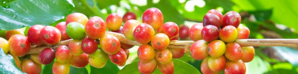 Group of ripe and raw coffee berries on coffee tree branch